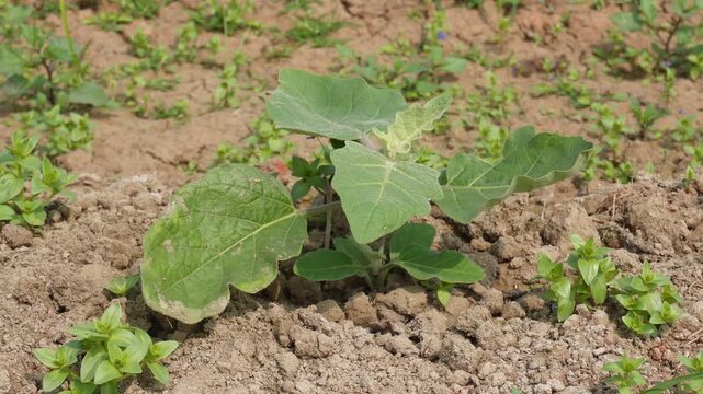 young brinjal (also known as eggplant or aubergine) plant growing in soil 