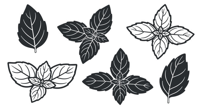 A set of basil leaves in black and white outline vector style, perfect for culinary and gardening designs