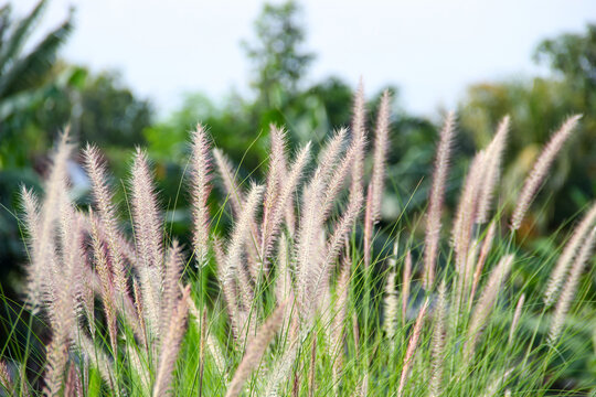 Fountain grass or Pennisetum alopecuroides with blurred background growing in the yard