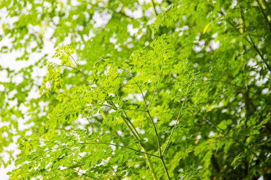 Green kelor leaves (Moringa oleifera) on tree branch. Traditional medicine