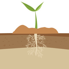 Healthy Seedling with Visible Root System in Soil &ndash; Botanical Illustration