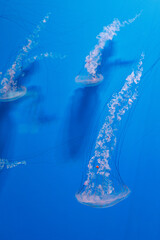 Obraz premium underwater photography jellyfish Chrysaora plocamia, South American sea nettle