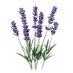 Naklejka premium Purple lavender flowers isolated on transparent background