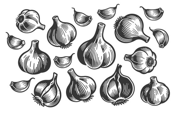 Collection of Fresh Garlic Bulbs and Cloves in Vintage Black and White Engraving Style