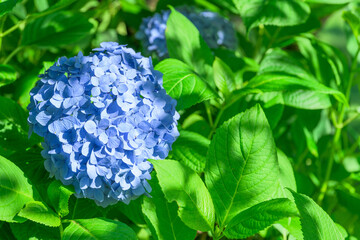 Obraz premium 青い紫陽花 「鮮やかな緑と青のコントラスト、初夏の息吹。」 花言葉：「知的」や「辛抱強い愛情」 Blue Hydrangea 