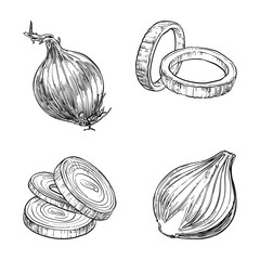 red onion vector line art hand drawn illustration set collection