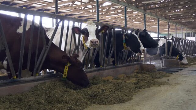 Group of dairy cows in a row eating fodder in a clean agricultural barn