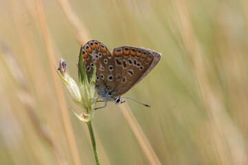 Fototapeta premium A brown butterfly rests delicately on a green, budding flower, its wings patterned with orange spots, against a soft, grassy backdrop.