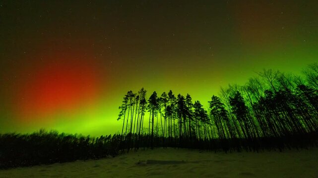 Spectacular northern lights over forest. 4k timelapse video.