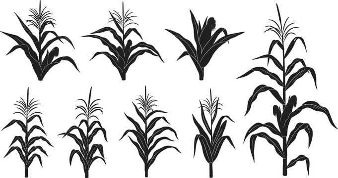 Corn plant silhouettes collection, maize crop growth stages illustration, black agricultural cereal plants icons set, farming and harvest concept isolated on white background