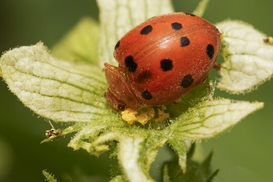 Closeup on an orange bryony ladybird , Henosepilachna argus, sitting on her host-plant