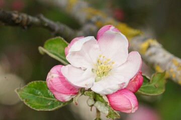 Obraz premium Close up of a pretty pink and white flower on a branch with green leaves in soft focus, blooming in early spring.