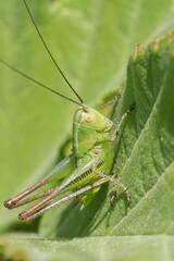 Fototapeta premium Vertical closeup on a green Tettigonia grasshopper hiding in the vegetation in North Bulgaria