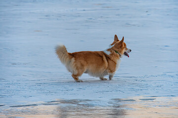 Small white and brown Pomeranian on ice-covered river, mid-stride, tail wagging, collar, tag or charm, winter setting, vast ice expanse, soft lighting, tranquil atmosphere, candid, naturalistic style