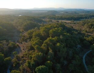 Aerial drone view of lush green forest landscape with distant mountains under a soft sunlit sky. Untouched nature with rolling hills and a winding dirt path suggests wilderness exploration.