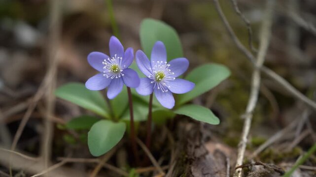 Delicate liverwort blossoms in their natural habitat, a serene display of woodland beauty
