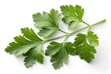 Fresh green parsley bunch isolated on white background