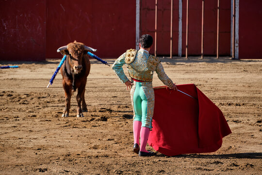 Spanish matador in colorful suit of lights confronts a fierce Iberian bull during a classic corrida de toros event