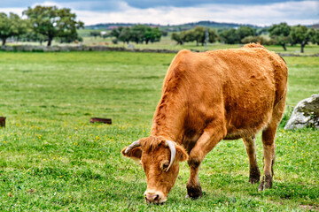 Brown cow peacefully grazing lush green grass in an open field, surrounded by trees under a cloudy sky