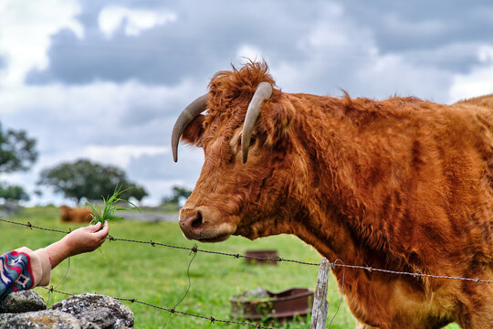 Human hand gently feeds fresh green grass to a brown horned cow standing by a barbed wire fence in a verdant pasture