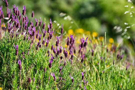 Vibrant purple Spanish Lavender blooms thrive in a sunlit field during a beautiful spring day