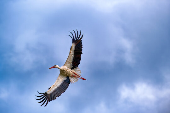 Elegant white stork flying high with wide wings spread against a beautiful cloudy blue sky during daytime