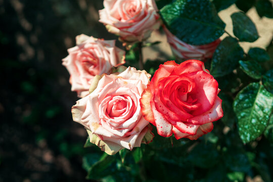 Cluster of bicolor Imperatrice Farah roses in full bloom. Striking creamy petals with distinct carmine edges are highlighted by the natural sunlight