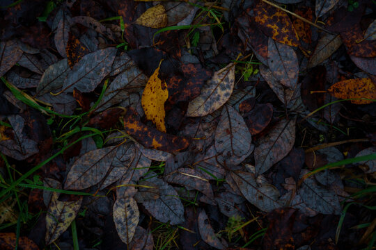 Wet fallen autumn leaves on forest ground, dark natural texture.Dark autumn leaf litter on forest ground after rain. Wet, decaying leaves in natural moody texture