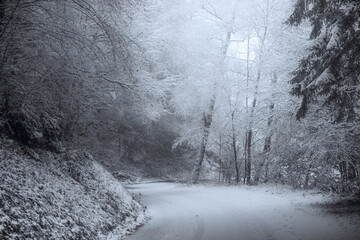 winter road in the forest