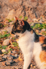 Calico cat portrait in warm evening light in Istanbul