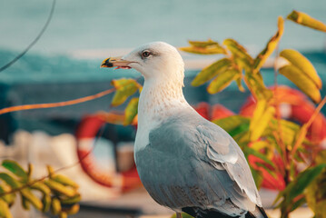 Close-up portrait of a seagull overlooking the Bosphorus in Istanbul