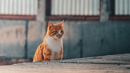 Ginger cat sitting on the pier with harbor background in Istanbul