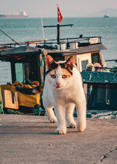 Street cat walking along the pier with fishing boats behind in Istanbul