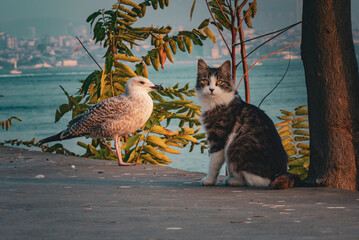 Portrait of a street cat and seagull by the Bosphorus waterfront in Istanbul