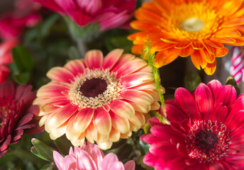 Bouquet of flowers in pink, red and white colors, close up