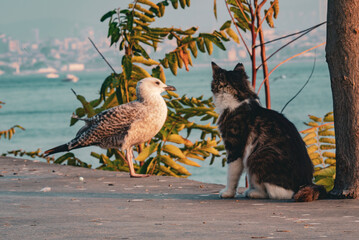 Street cat and seagull facing each other by the Bosphorus in Istanbul