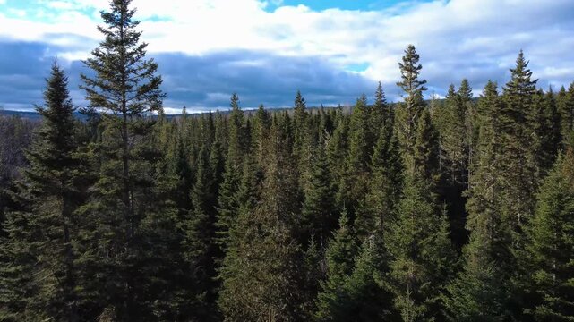 The strong wind sways the tops of the coniferous trees at a bend in the river, with a small footbridge, in an autumnal setting under a cloudy sky. Matapedia River, Quebec, Canada, 2025.