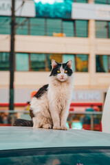 vertical close-up in Hocapaşa, Fatih, Turkey