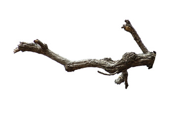 Fototapeta premium Natural branch, single branch, tree branch
