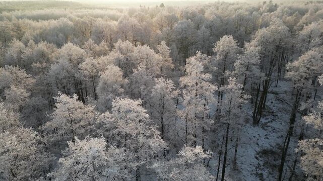 4K drone tracks an alder marsh in hoarfrost, starting toward low sun then rotating down toward treetops. White branches, subtle glow on horizon, and frozen wetlands create cinematic winter depth.