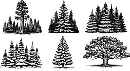 Set of black and white woodcut style illustrations featuring coniferous pine forests fir trees and a large spreading oak tree. © Shain