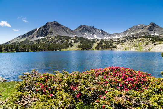 Rhododendrons ferrugineux en fleurs rose vif devant un lac et un paysage de montagnes avec n&eacute;v&eacute;s. Rhododendron ferrugineum, famille des &Eacute;ricac&eacute;es