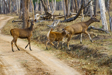 Image of sambar deer in its natural habitat.