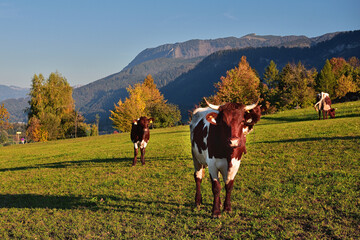 Rinder auf einer Weide im Salzkammergut