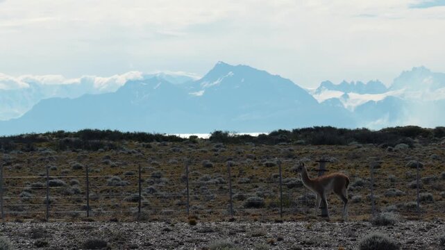  Patagonia Guanaco wild animal like lama in Argentina el calafate el chanten road