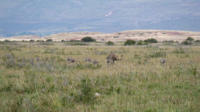patagonia nandu bird father with babies