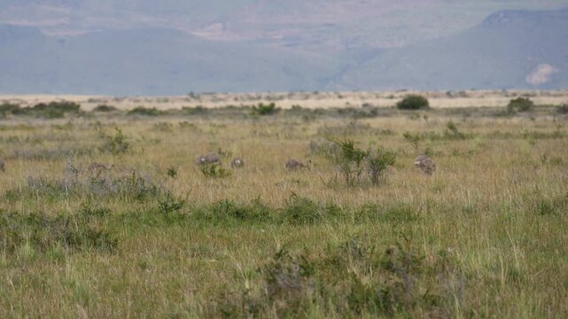 patagonia nandu bird father with babies