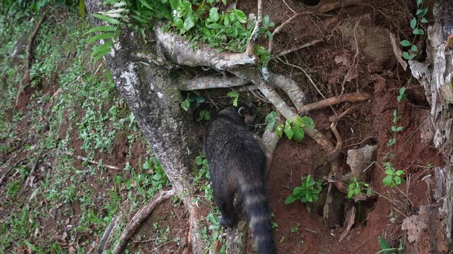 Wild Coati in Iguazu falls