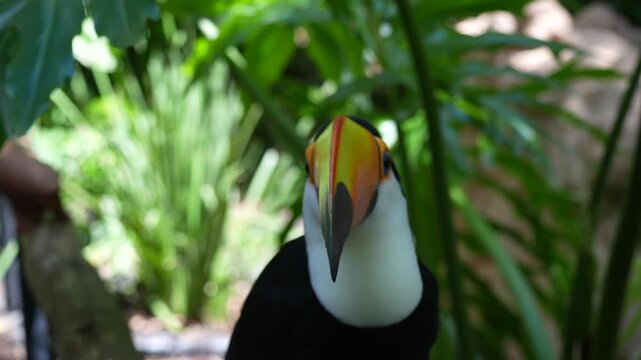 rainforest tucan bird close up