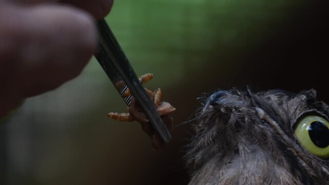 common potoo bird close up